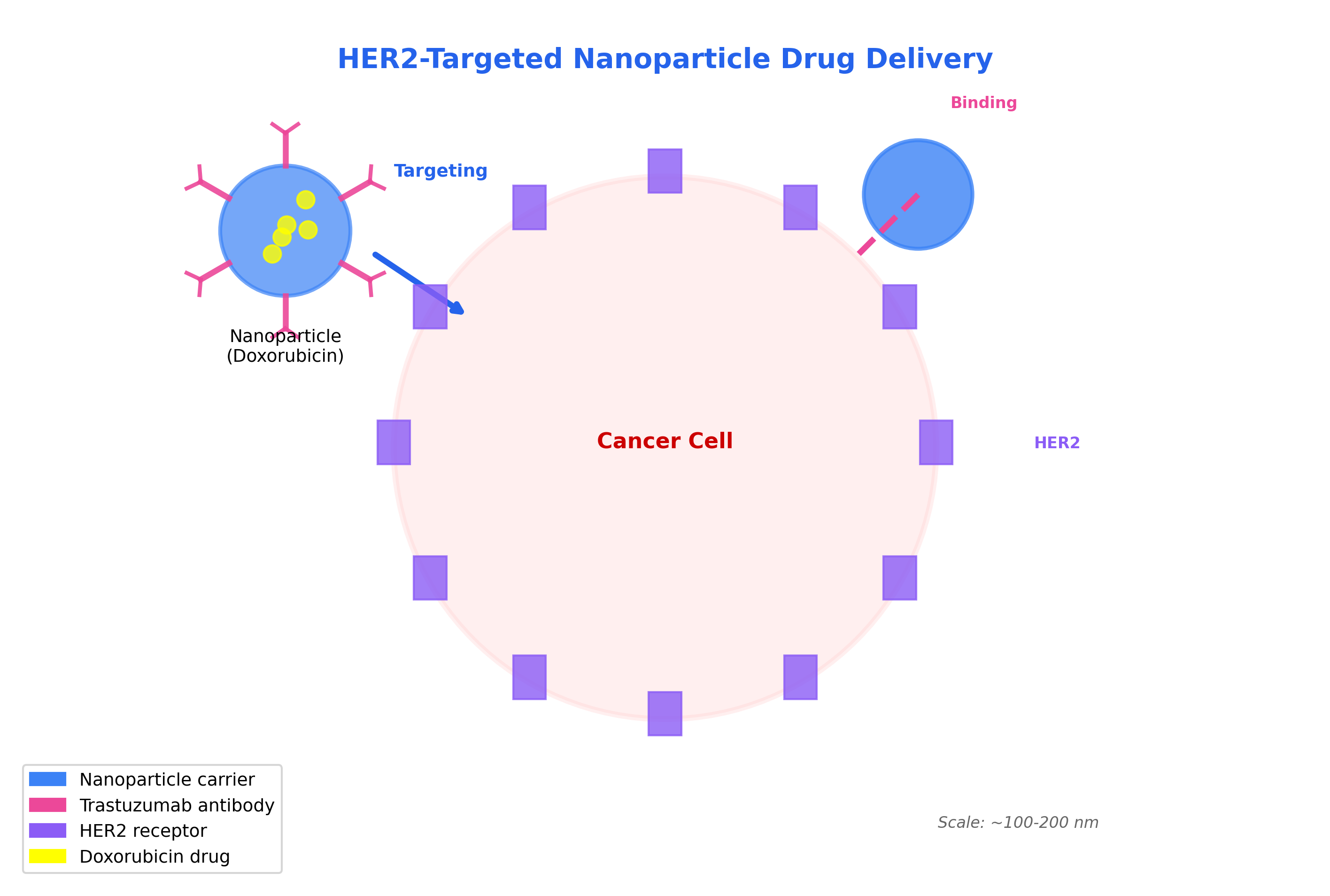 HER2-targeted nanoparticle drug delivery illustration