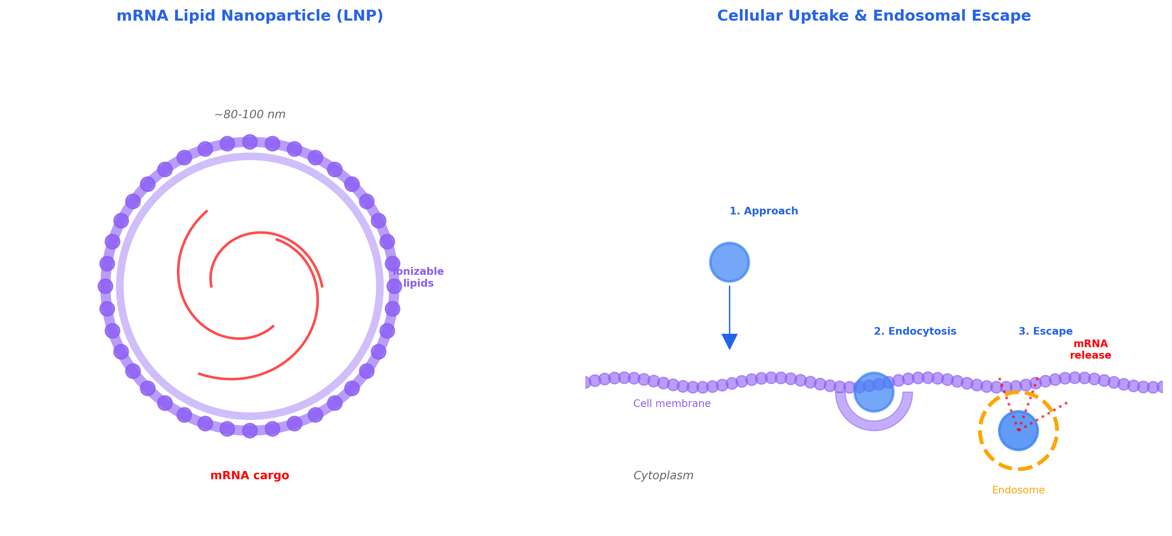 mRNA lipid nanoparticle vaccine delivery mechanism